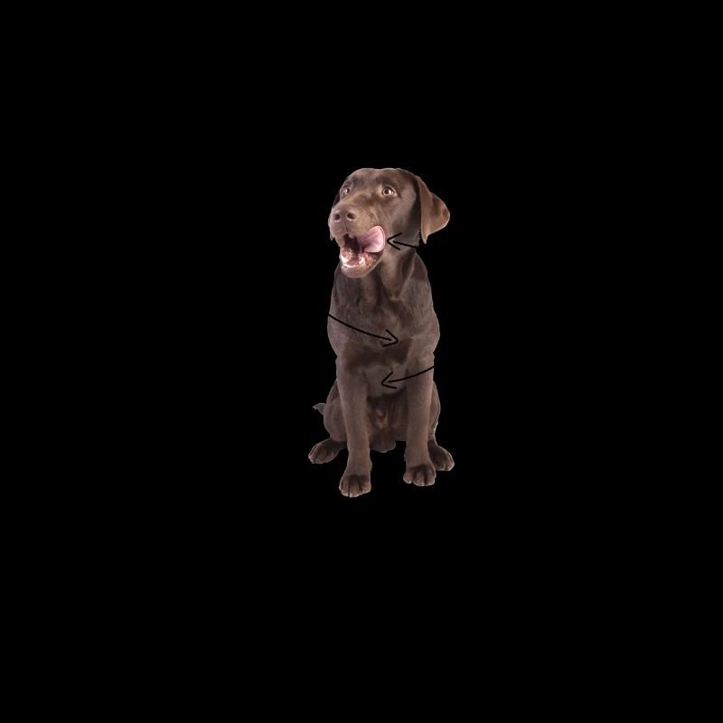 Anatomie eines Labradors Erklärungsbild