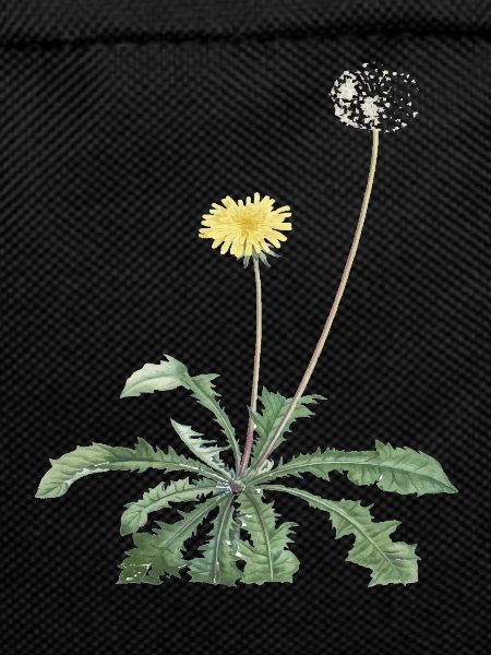 Dandelion = dandelion