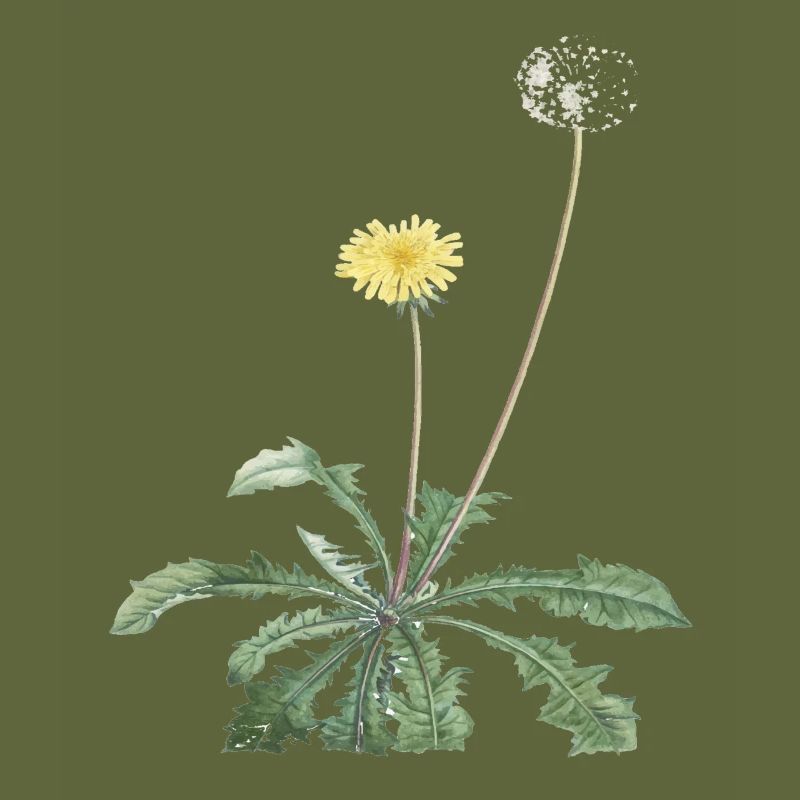 Dandelion = dandelion
