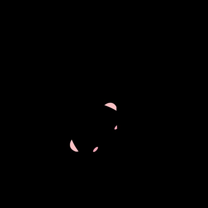 Koala Bear Australia