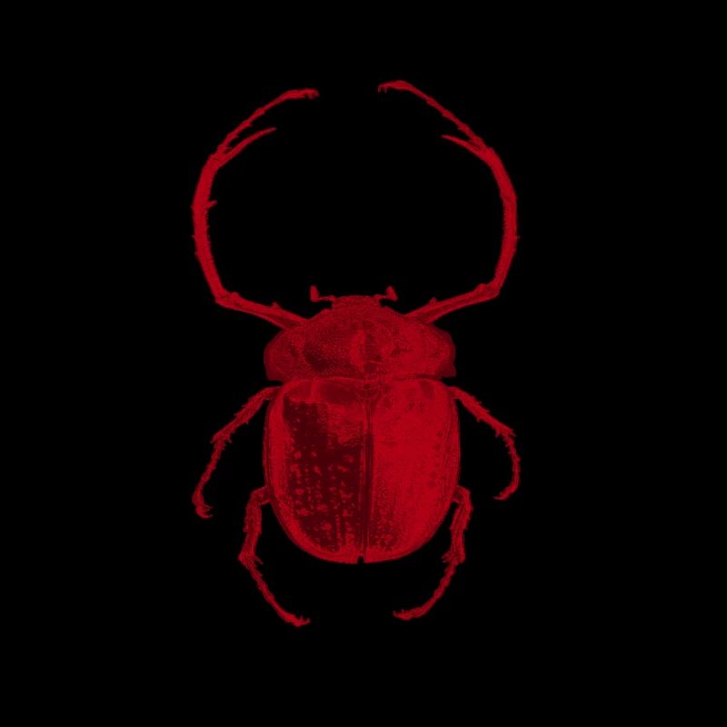 insecte rouge