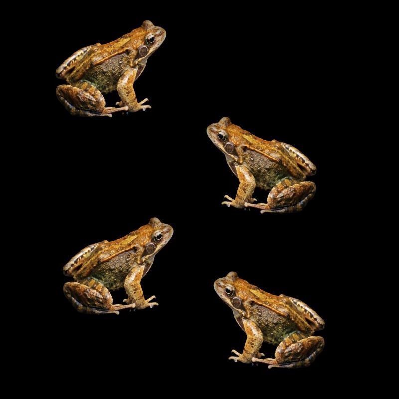 Kröte