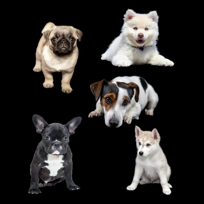 chiots mignons