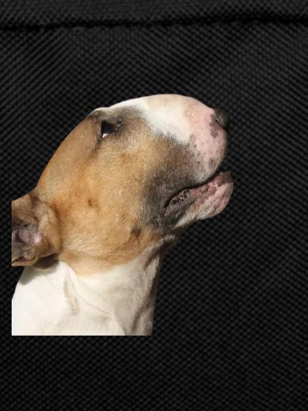 bull terrier