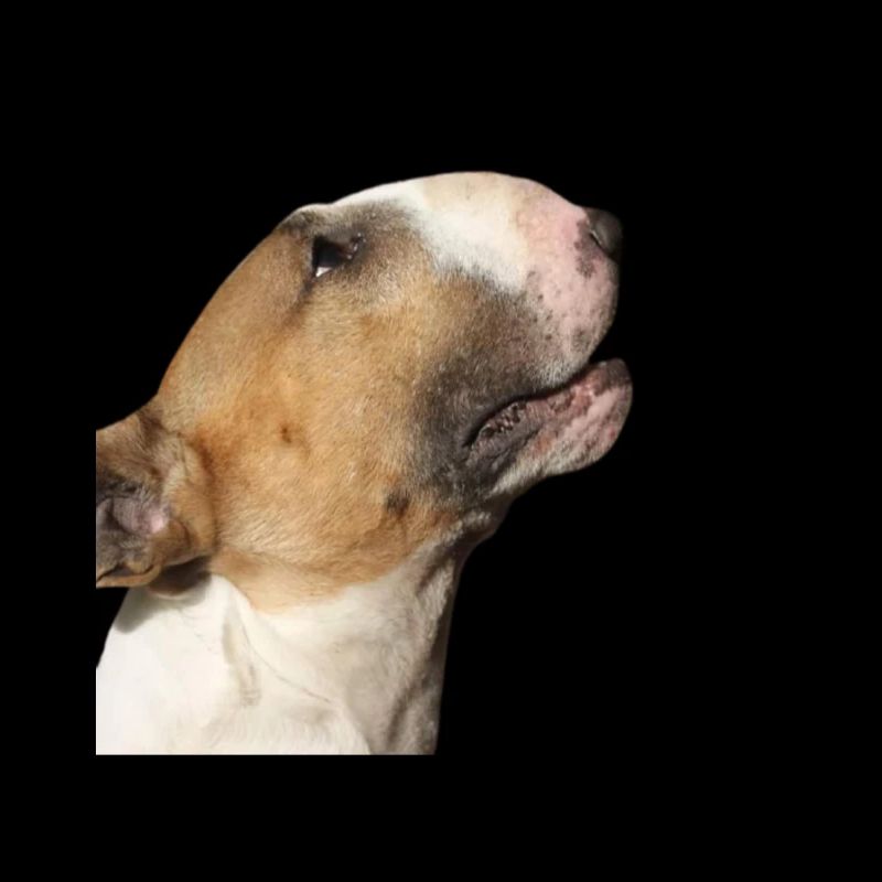 bull terrier