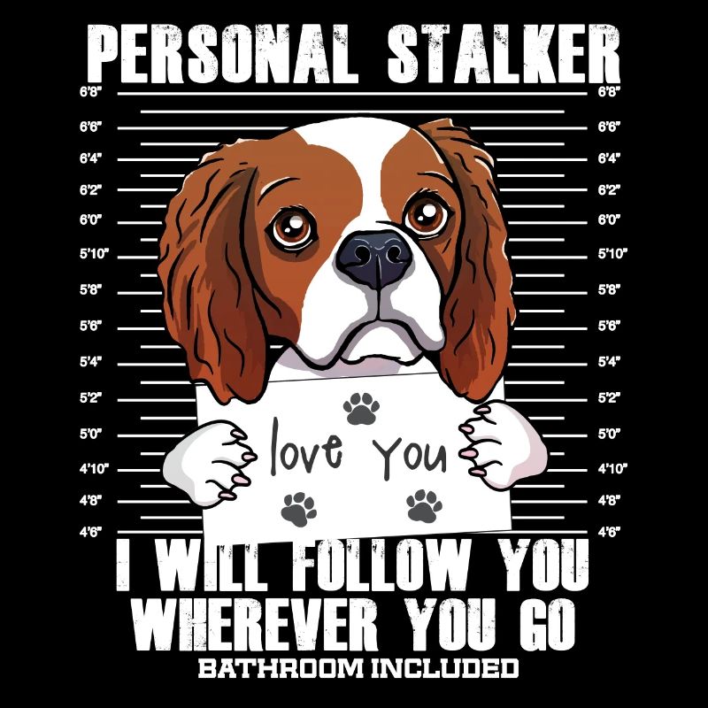 Visage drôle de Cavalier King Charles Spaniel