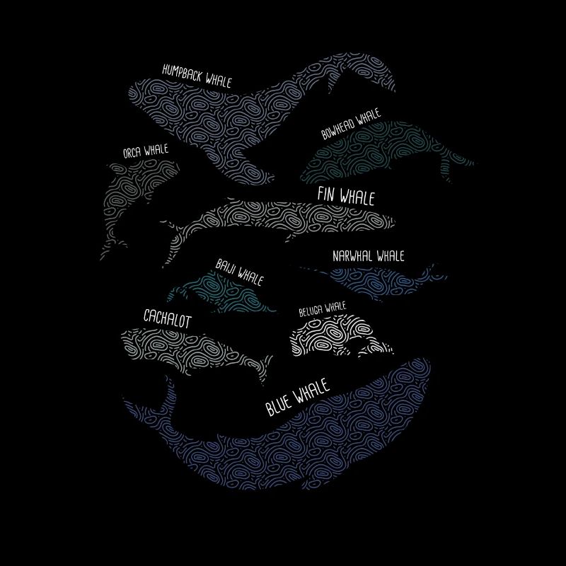 9 types de baleines races de baleines espèces amant