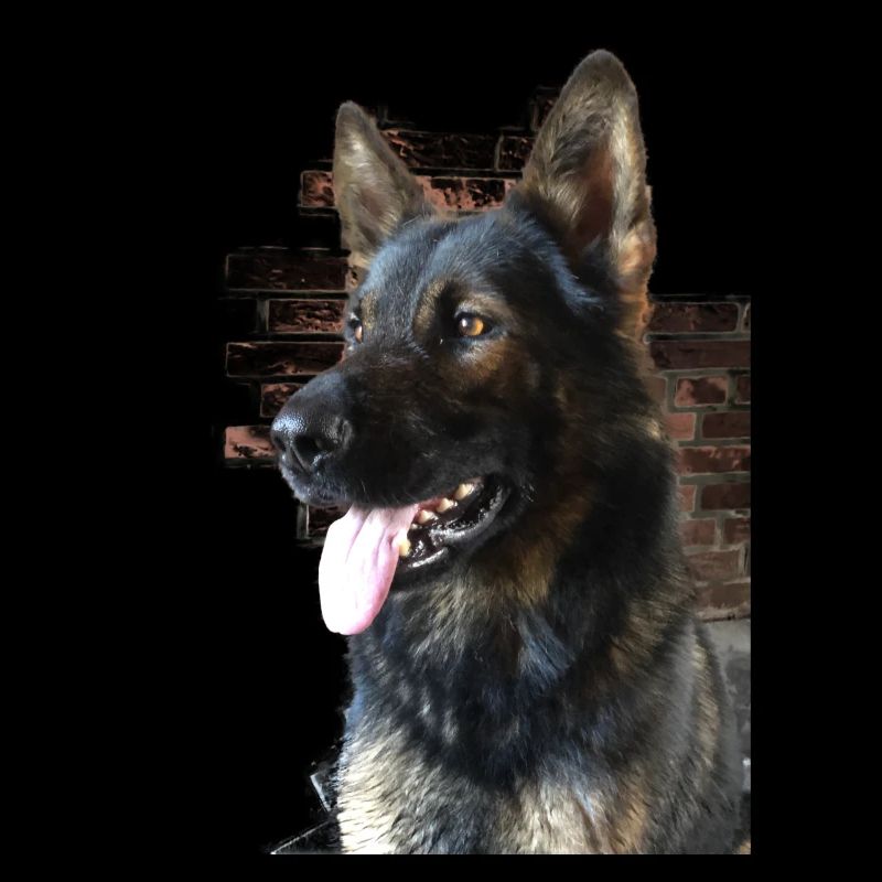 German Shepherd Profile Picture