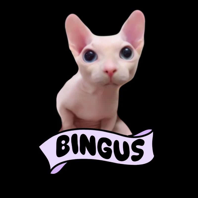Bingus Cat Meme