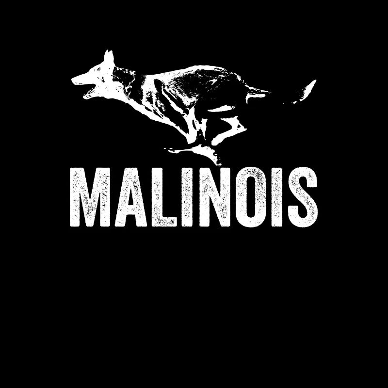 Belgian Shepherd Dog I Mechelaar I Malinois