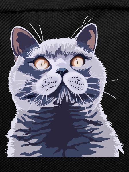 Britische kurzhaar Katze