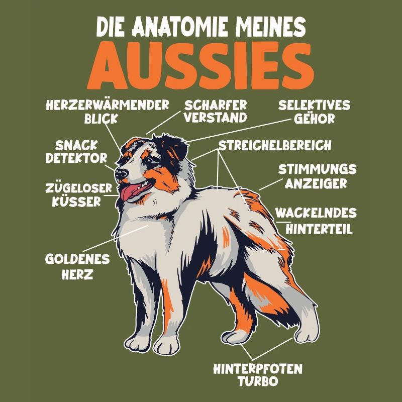 Australian Shepherd Aussie Anatomie Aussie