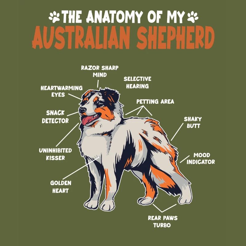 Australian Shepherd Aussie Anatomy Aussie