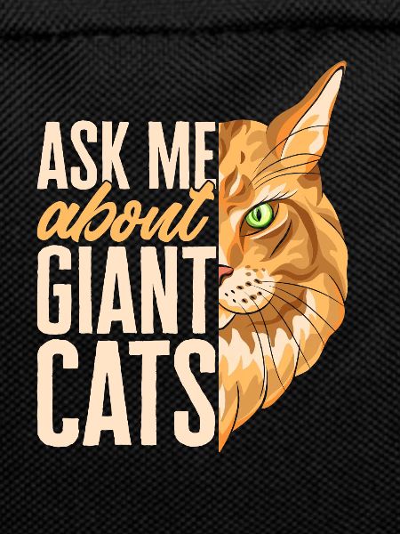 Maine Coon Cat