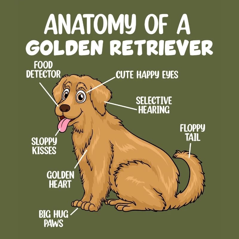 Anatomie eines Golden Retrievers