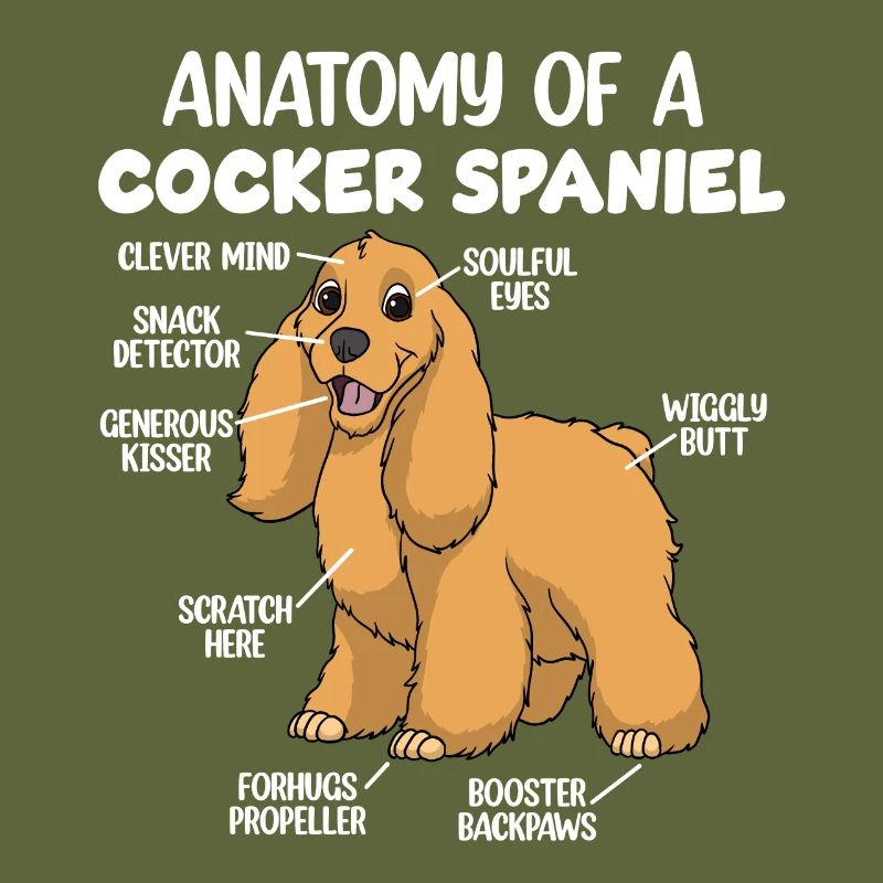 Anatomie eines Cocker Spaniels