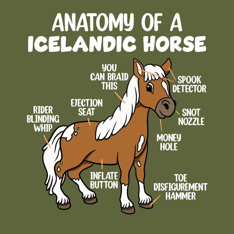 Anatomie eines Islandpferdes