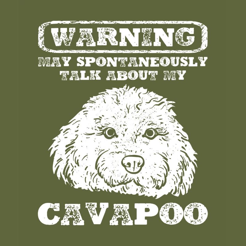 Cavapoo Cavoodle Capoodle Chien