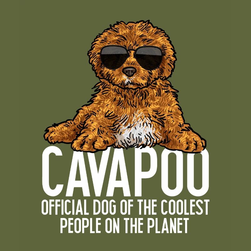 Cavapoo Cavoodle Capoodle Dog