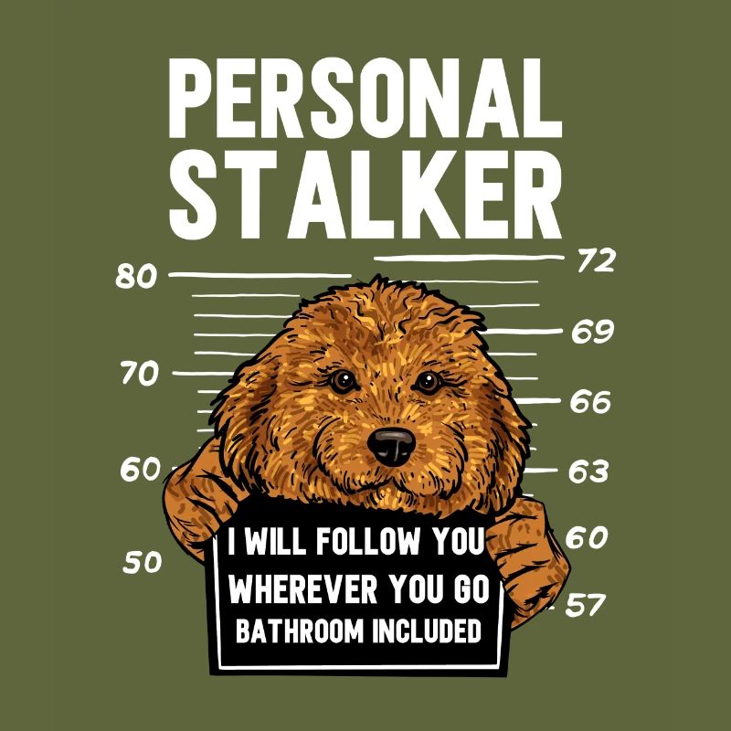 Cavapoo Cavoodle Capoodle Dog