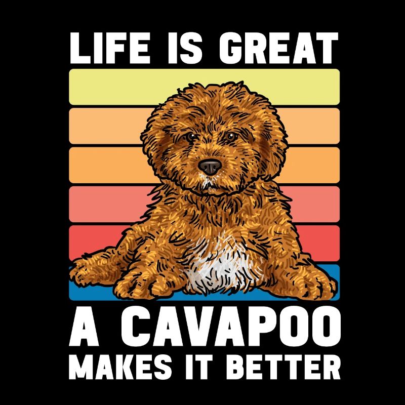 Cavapoo Cavoodle Capoodle Hund