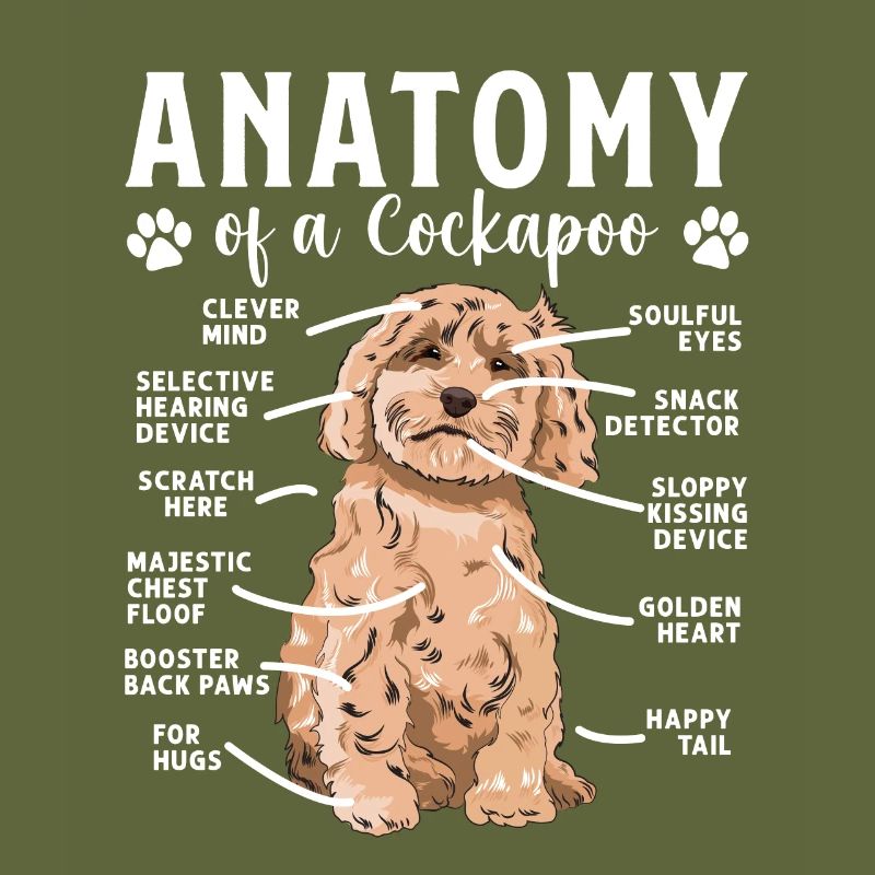 Cockapoo Chien