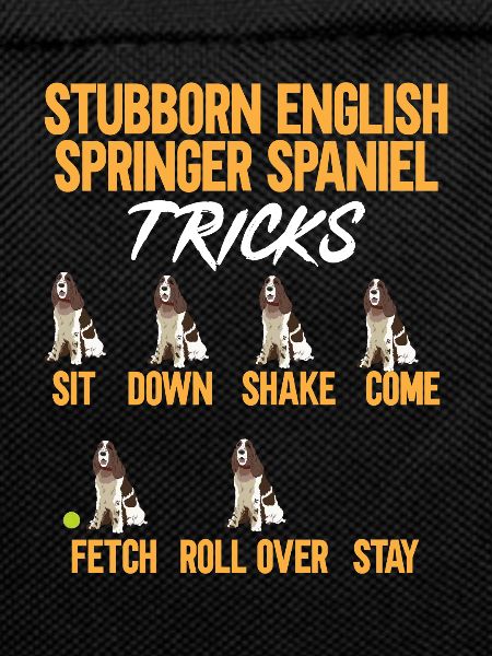 English Springer Spaniel Dog
