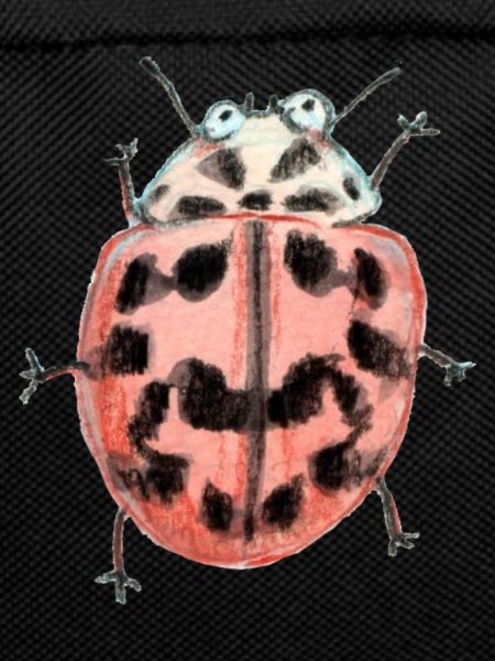 Poplar ladybird