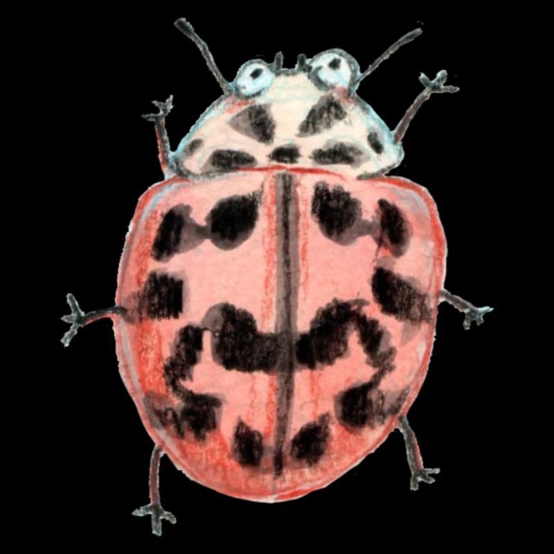 Poplar ladybird