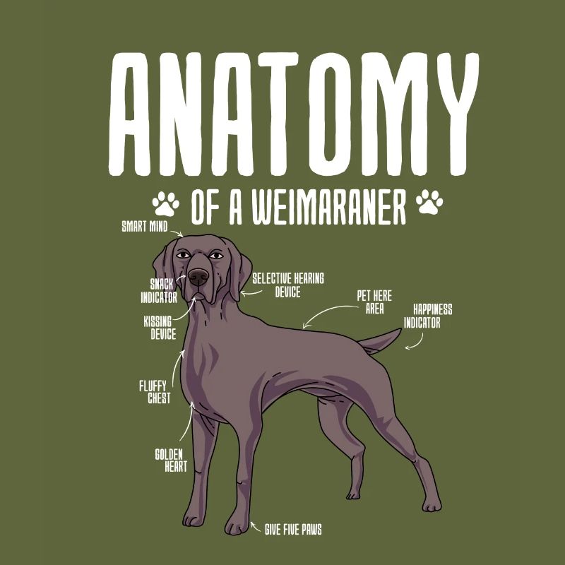 Weimaraner