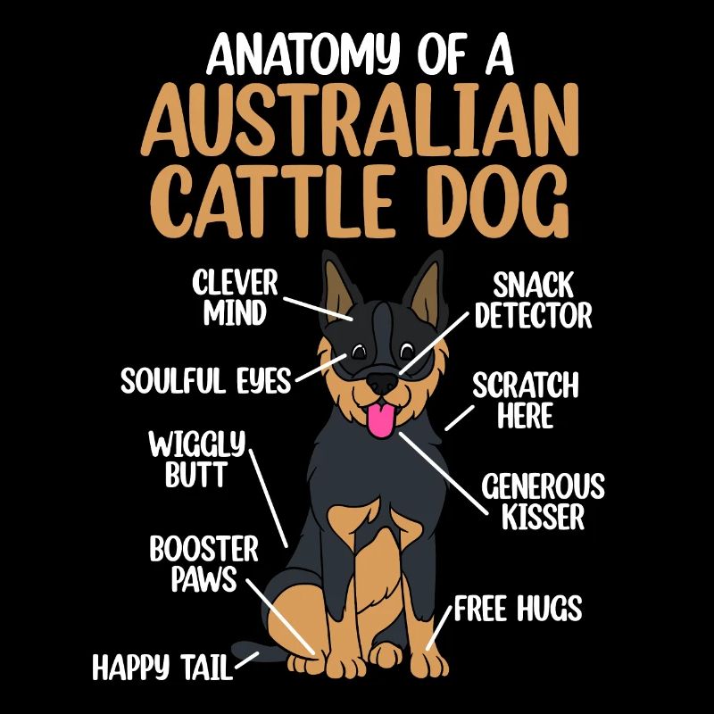Bouvier australien