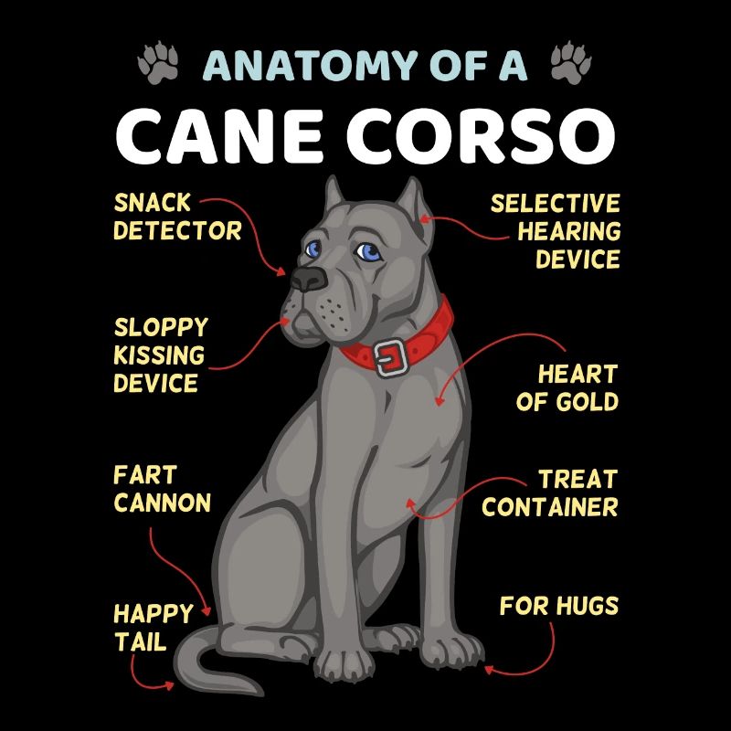 Anatomie d’un Cane Corso