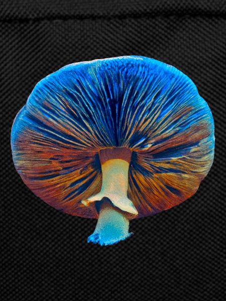 Blue Magic Mushroom