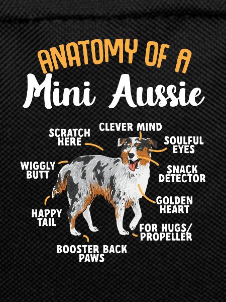 Miniature Australian Shepherd