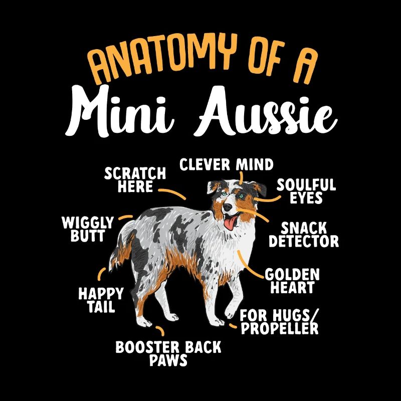 Miniature Australian Shepherd