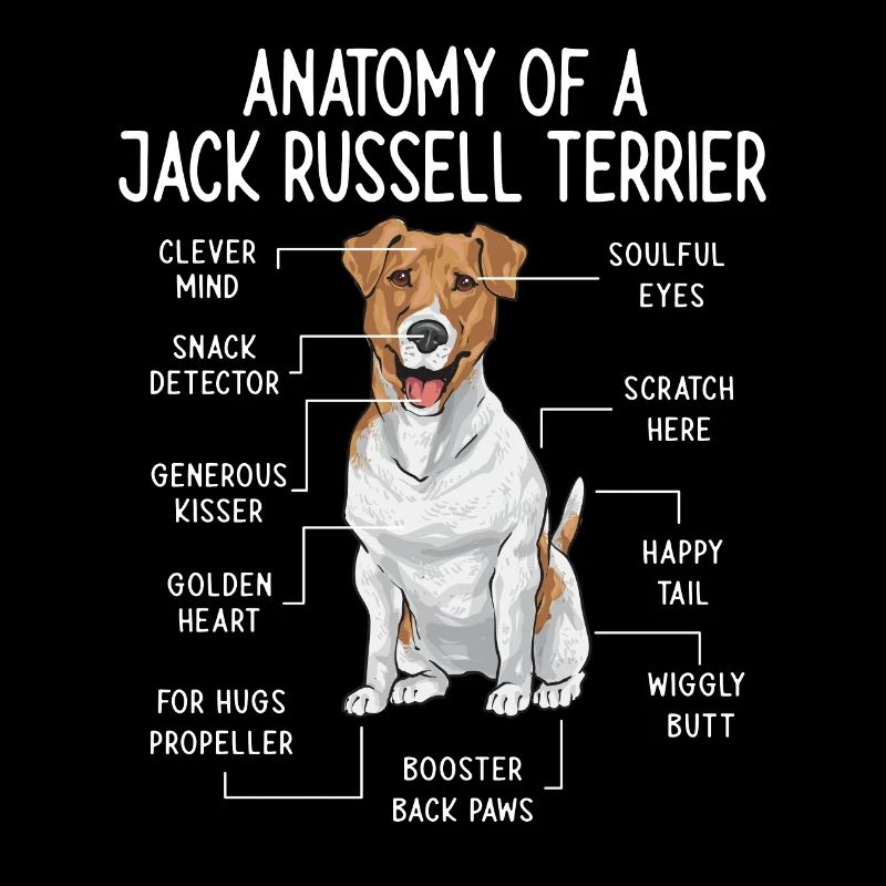 Jack Russell Terrier