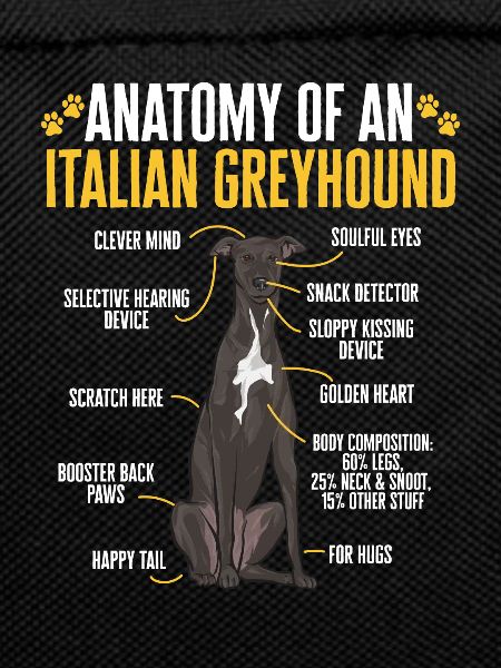 Italian Greyhound Greyhound Dogs