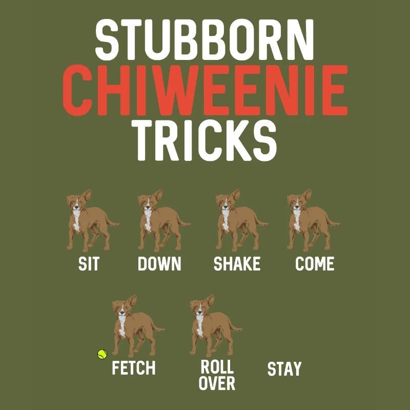 Chiweenie Dog