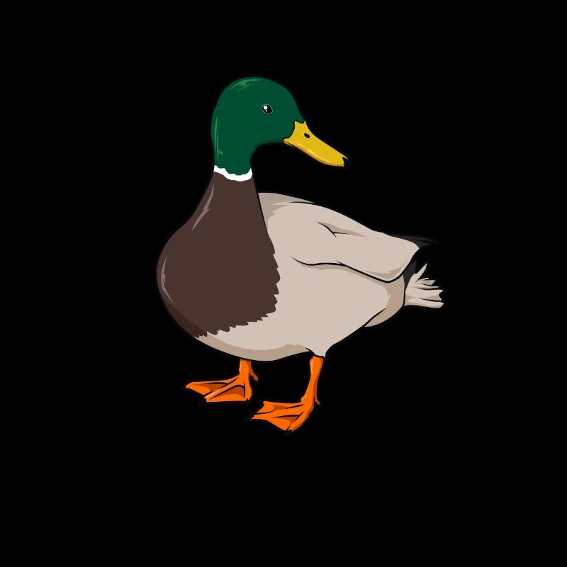 Drawing of a mallard duck