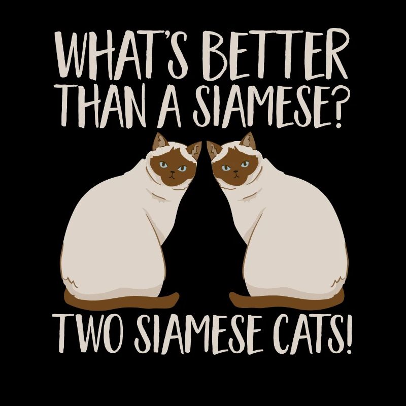 Siamese cat