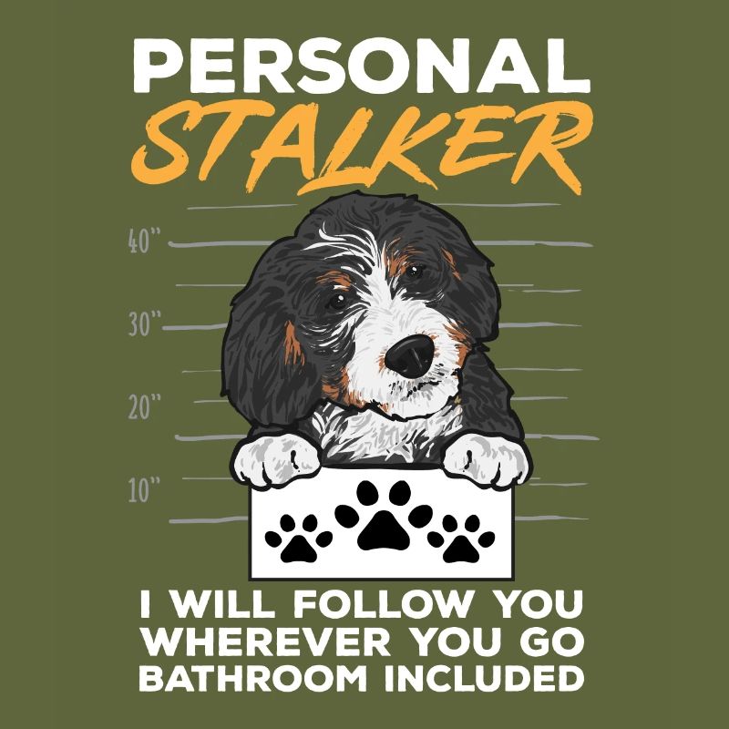Bernedoodle Hund
