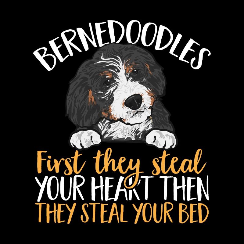 Chien Bernedoodle