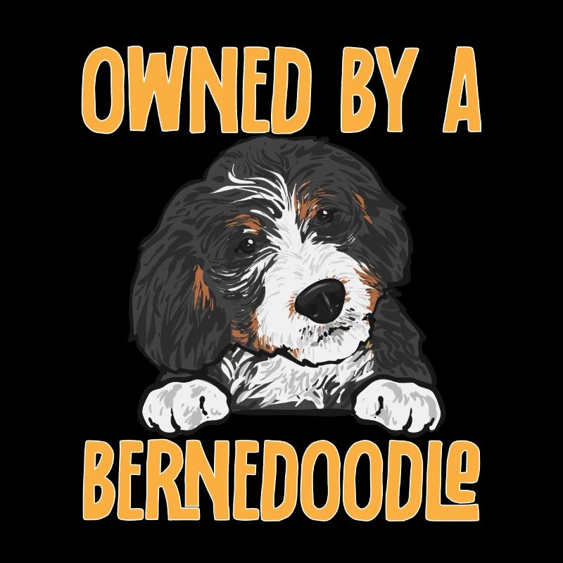 Bernedoodle Hund