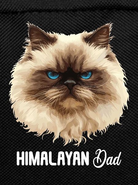 Himalayan Cat Colourpoint Katze