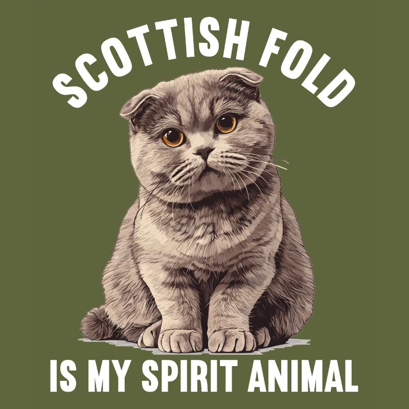 Scottish Fold Kitten Scottish Fold chat