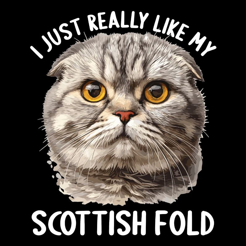Scottish Fold Kitten Scottish Fold Cat