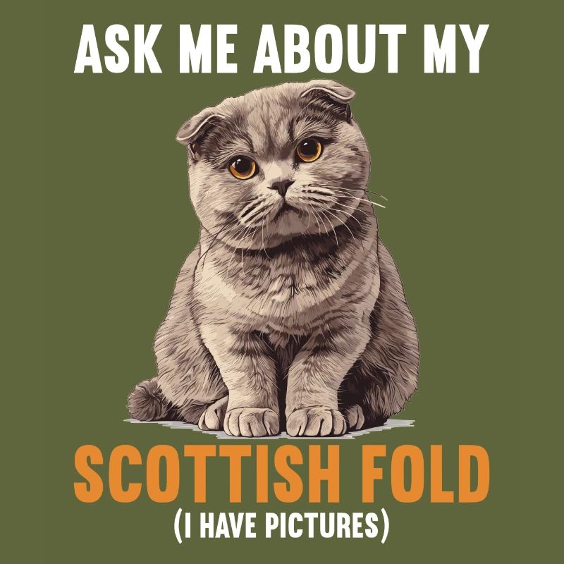Scottish Fold Kitten Scottish Fold chat