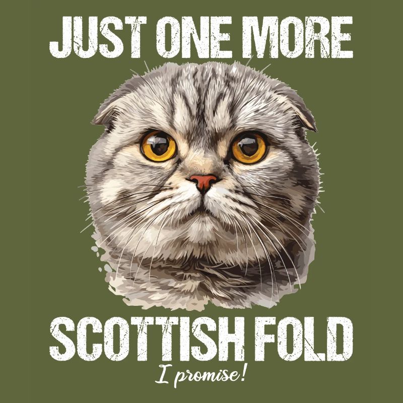 Scottish Fold Kitten Scottish Fold chat
