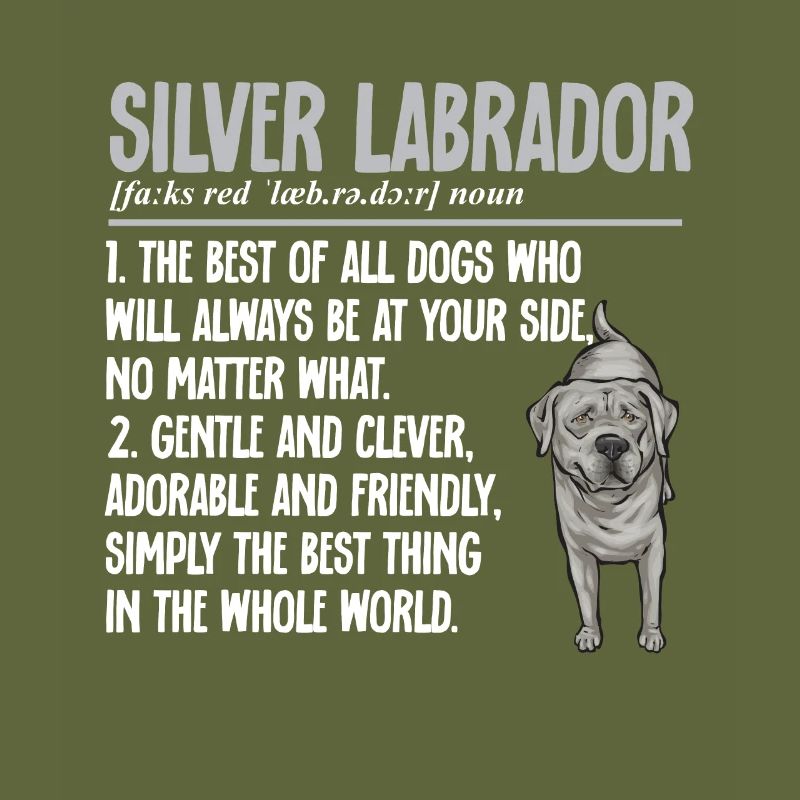 Silver Labrador Retriever Silver Lab