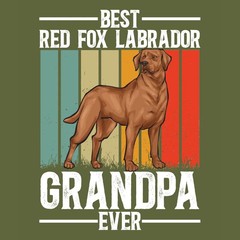Fuchsroter Labrador Retriever Fox Red Labrador